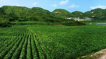 發(fā)展現代農業(yè) 助力鄉村產(chǎn)業(yè)振興