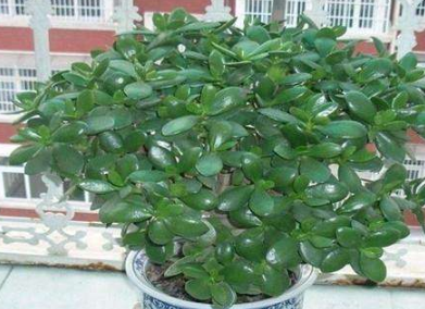 綠色植物燕子掌是如何養殖的