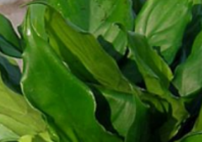 綠色植物萬(wàn)年青的養殖方法介紹