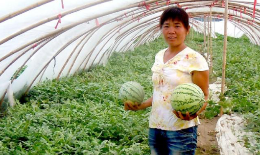 西瓜炭疽病可防可治，只要你這樣做就行了