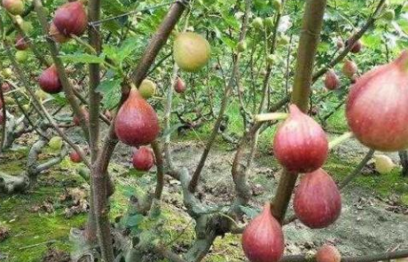 深圳農博會(huì )：綠色水果無(wú)花果的種植介紹