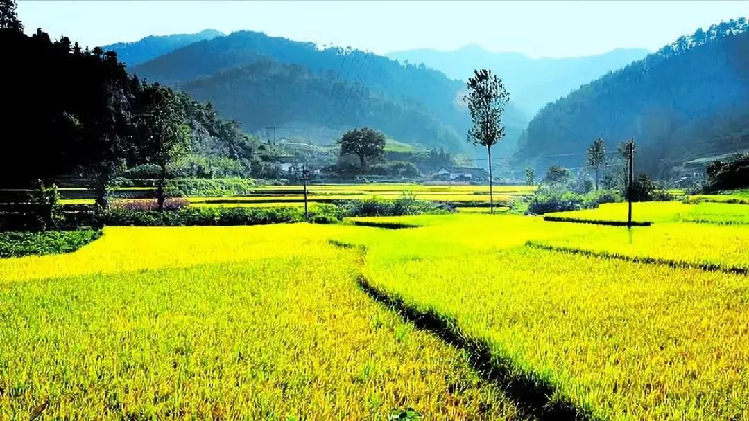 【農業(yè)雜談】如何選擇農業(yè)投資？投什么？