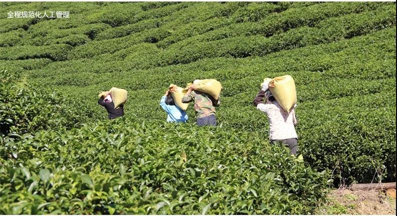 【每周優(yōu)品】原始生態(tài)，自然有機——昭平縣象棋山有機茶