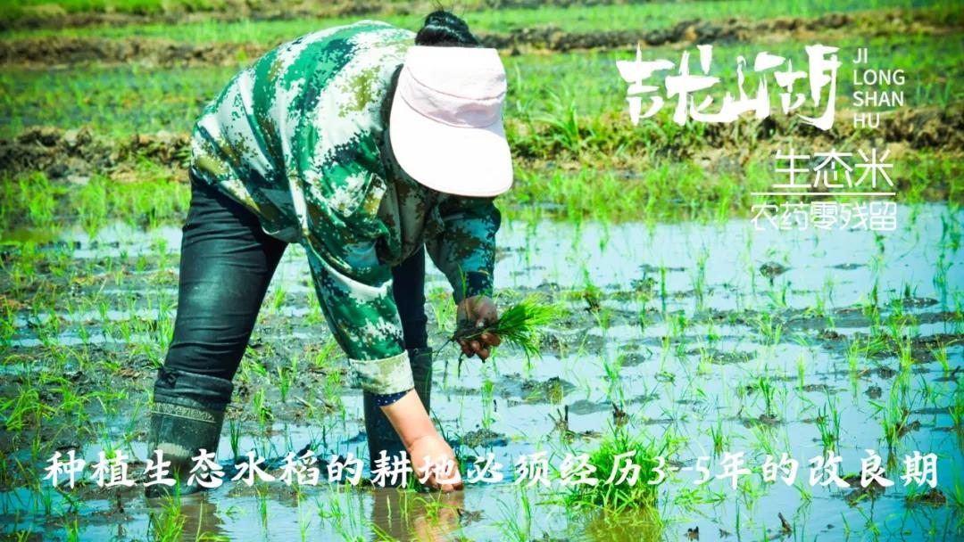 【展商風(fēng)采】第七屆“深圳綠博會(huì )”黑龍江美麗”麻山”展示不一樣的綠色食品 ！