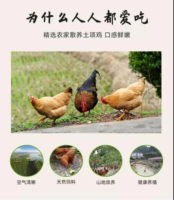 【每周優(yōu)品】馬山縣里當鄉的當紅“土雞”--瑤鄉人民的“土鳳凰”