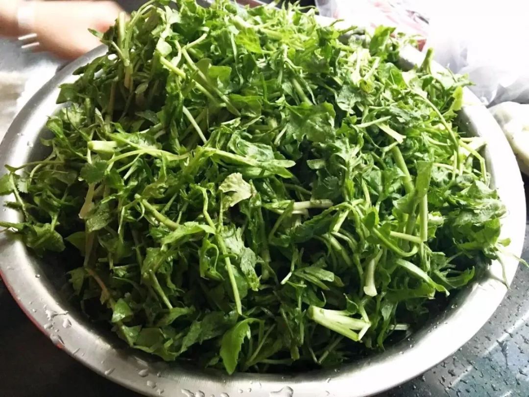 【綠色好心情】春季的應季蔬菜，多吃這幾種！