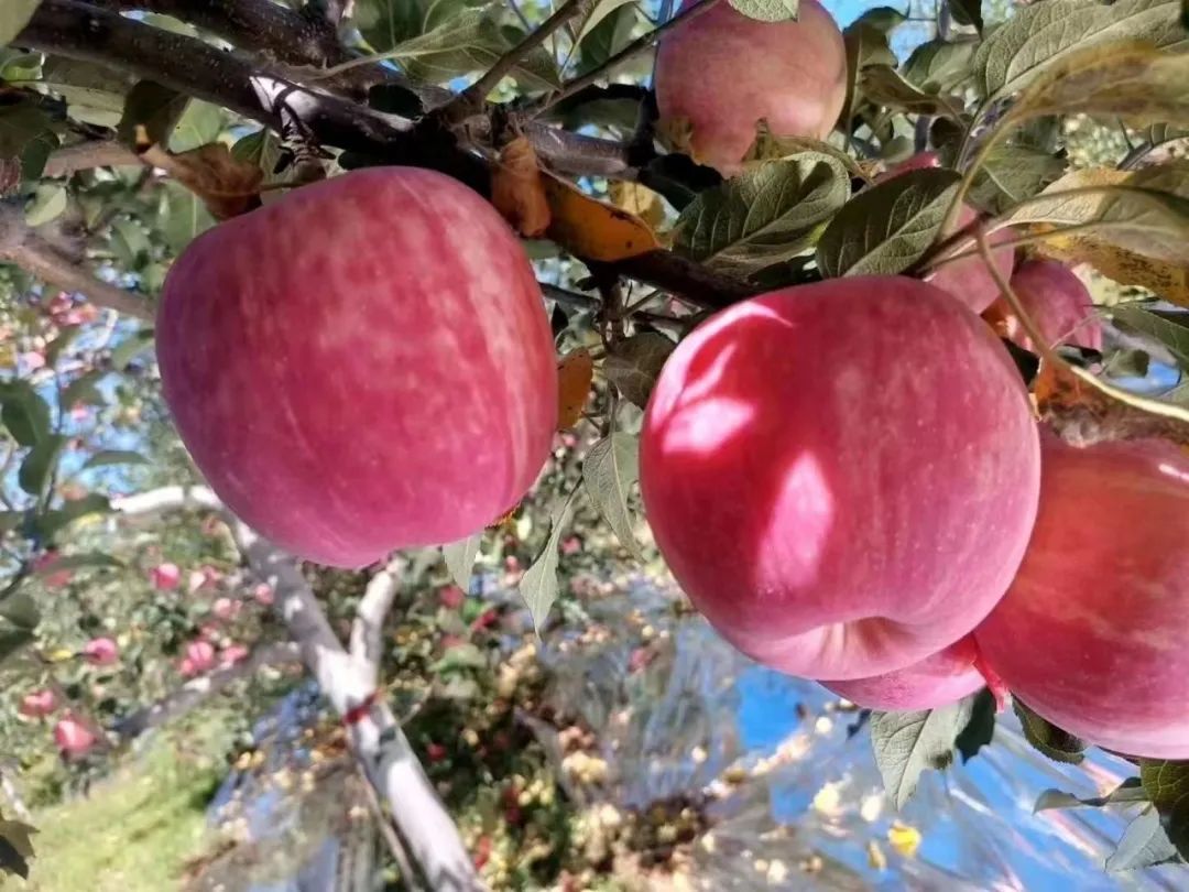 【展商風(fēng)采】陜西洛川紅富士蘋(píng)果，來(lái)自黃土高原的甜蜜饋贈，無(wú)農藥、不打蠟，帶皮放心吃！