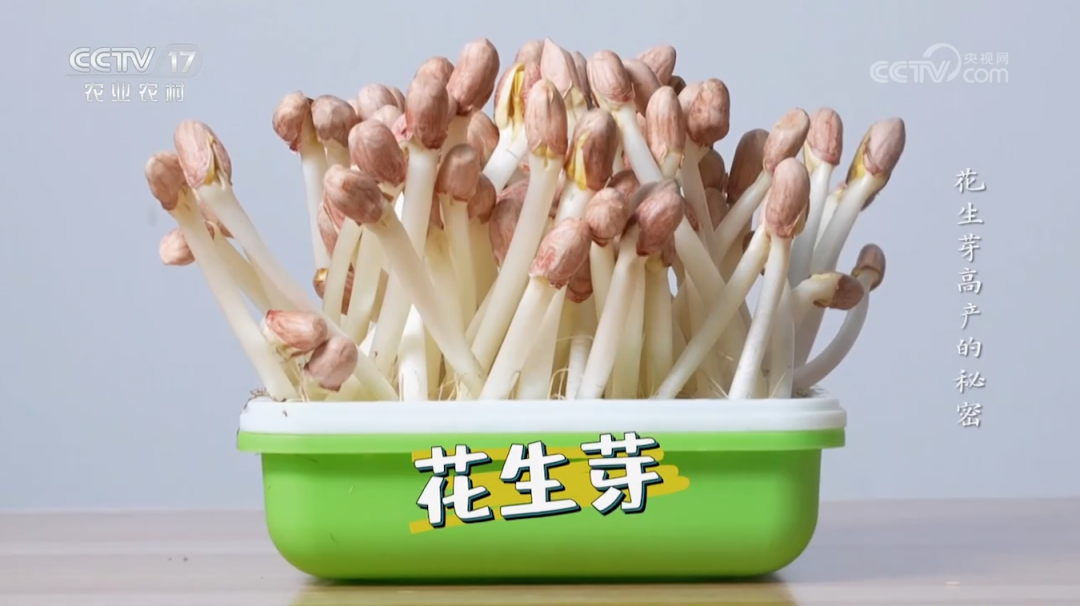 【綠色好心情】不聞不問(wèn)不管，這不就是我的夢(mèng)中情苗？
