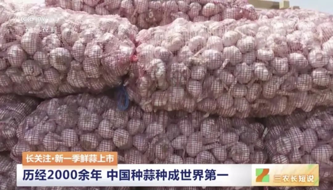 【綠色好心情】中國人一年鮮食大蒜約300萬(wàn)噸，你愛(ài)吃大蒜嗎？