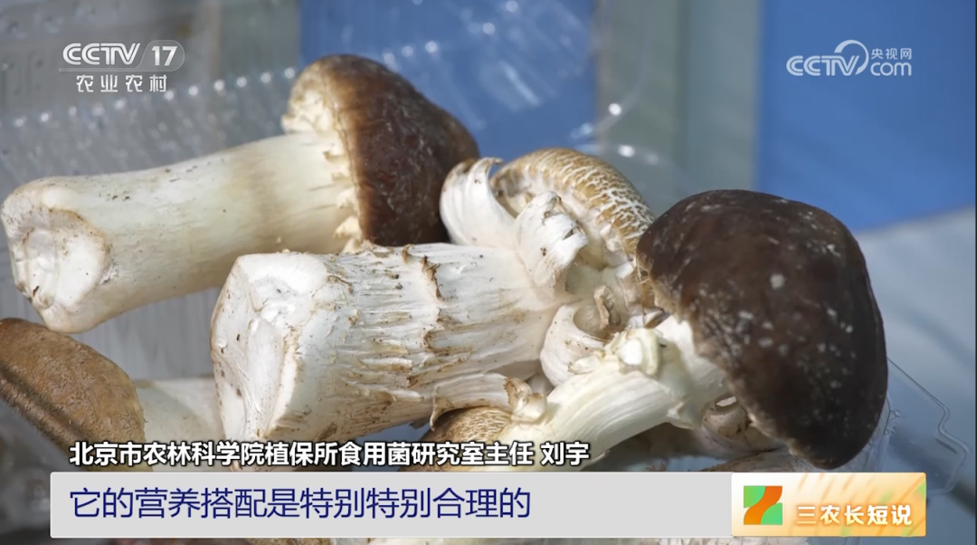 【綠色好心情】蘑菇的鮮味是從哪里來(lái)的？