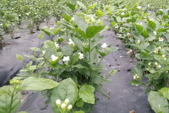茉莉花采摘正好當時(shí) 茶產(chǎn)業(yè)發(fā)展形勢良好