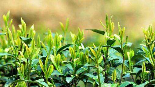 我國多個(gè)茶產(chǎn)地發(fā)力振興茶產(chǎn)業(yè)