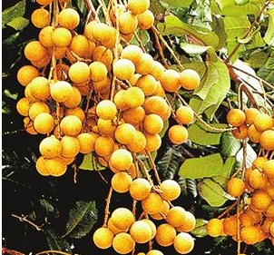 廣東雷州推進(jìn)現代農業(yè)發(fā)展戰 處處瓜果飄香