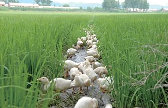 鐵嶺清河農民無(wú)公害稻田養鴨致富