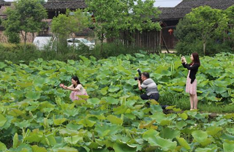 光澤縣：農業(yè)與旅游“聯(lián)姻” 發(fā)展新型鄉村游