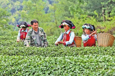 思南縣天橋鄉：多措并舉 扎實(shí)推進(jìn)茶產(chǎn)業(yè)發(fā)展