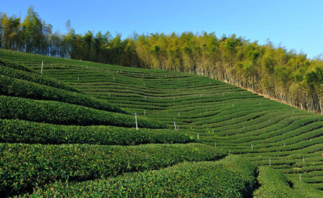 廣東豐順今年春茶產(chǎn)值逾7億 實(shí)施高山茶振興計劃
