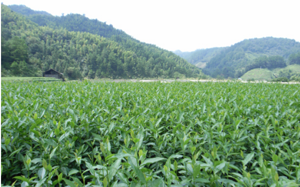 聚焦新時(shí)代發(fā)展 全面推動(dòng)益陽(yáng)茶產(chǎn)業(yè)騰飛