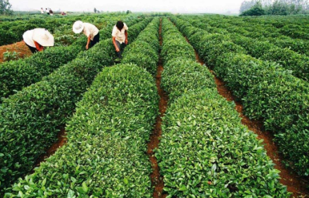 山東日照：國家級特色小鎮年產(chǎn)4600噸茶