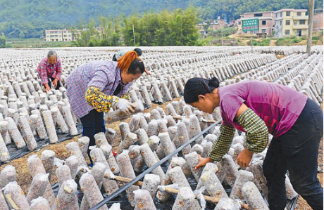 鄄城縣高效食用菌產(chǎn)業(yè)促農民增收致富