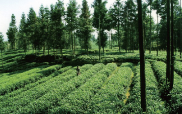 納雍縣三措施著(zhù)力打造高山生態(tài)茶產(chǎn)業(yè)品牌