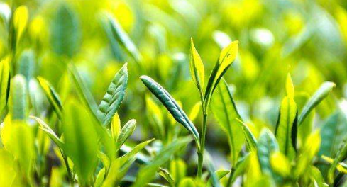 樂(lè )山：品味“峨眉山茶”帶動(dòng)舌尖經(jīng)濟新增長(cháng)