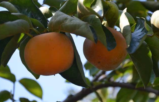 柿子樹(shù)種植栽培技術(shù)