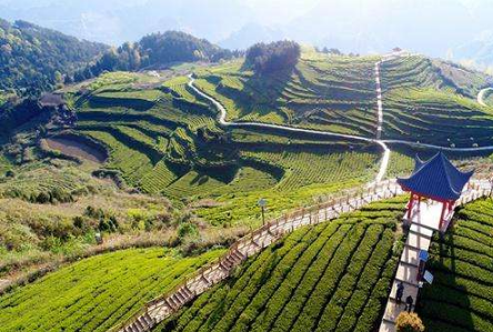 思南：生態(tài)茶產(chǎn)業(yè)綠滿(mǎn)山野香飄山外