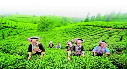 貴州：“三品一標”農產(chǎn)品種植面積超過(guò)3500萬(wàn)畝