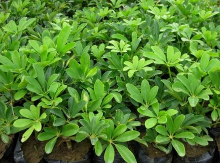 家庭養殖綠色植物的好處