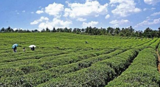 陜西加快茶產(chǎn)業(yè)發(fā)展 努力打造“陜茶”優(yōu)勢品牌