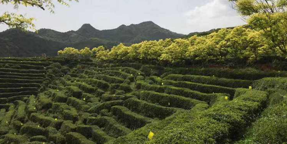 陜西省茶園面積260多萬(wàn)畝 位居全國第八