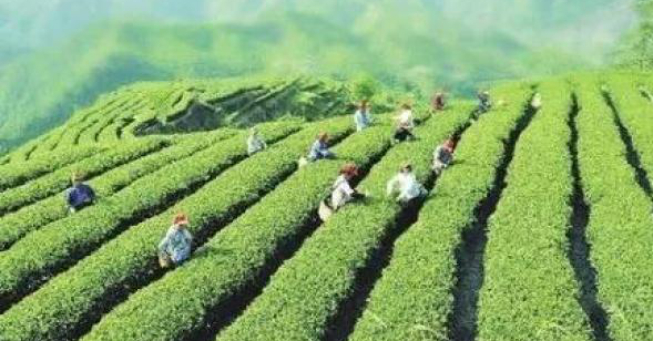 朱昌鎮高寨村：“三舉措”高效打造茶產(chǎn)業(yè)