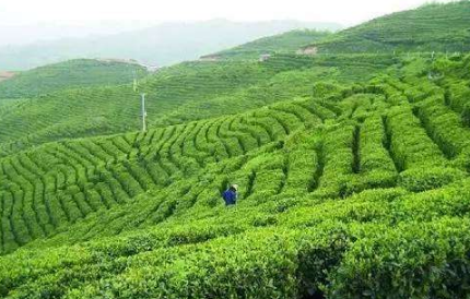 上半年梧州口岸茶葉出口同比增長(cháng)14.3%