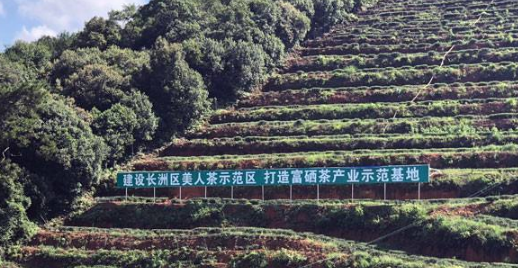 梧州市長(cháng)洲區借力茶產(chǎn)業(yè)助推鄉村振興