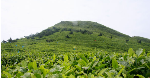 貴州都勻市夯實(shí)一產(chǎn)打牢茶產(chǎn)業(yè)基礎