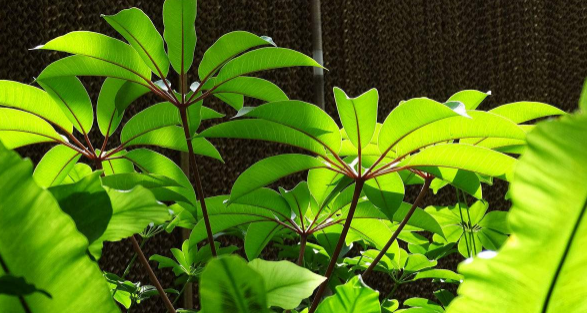 常見(jiàn)的綠色植物花卉，你是這樣養殖的嗎?趕緊看看!