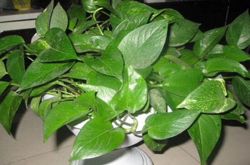 綠色植物綠蘿如何養殖