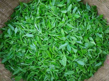 建德為實(shí)現茶產(chǎn)業(yè)振興添動(dòng)力