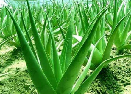 綠色植物蘆薈的養殖方法