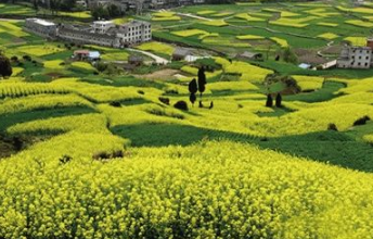 臺州天臺雷峰：開(kāi)發(fā)夏秋茶產(chǎn)業(yè) 提高茶農增收