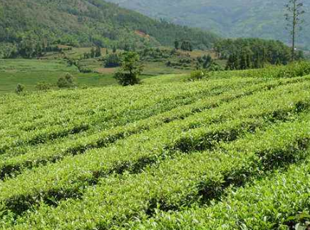 騰沖茶產(chǎn)業(yè)實(shí)施鄉村振興戰略 帶動(dòng)農民增收