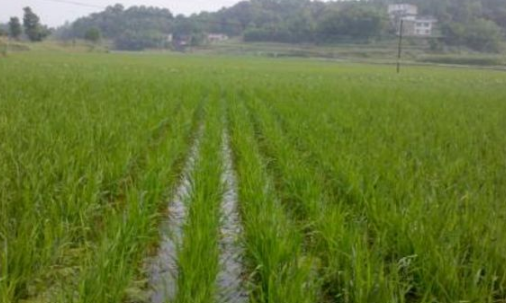 虎林50萬(wàn)畝水稻全部達到綠色種植標準