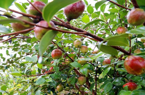 零陵：油茶染秋，遍地飄香