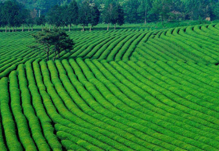 蓮都區茶產(chǎn)業(yè)實(shí)現產(chǎn)量效益雙豐收