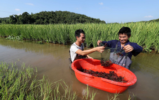 長(cháng)沙實(shí)現"一季水稻兩季蝦" 一畝多收、糧漁共贏(yíng)