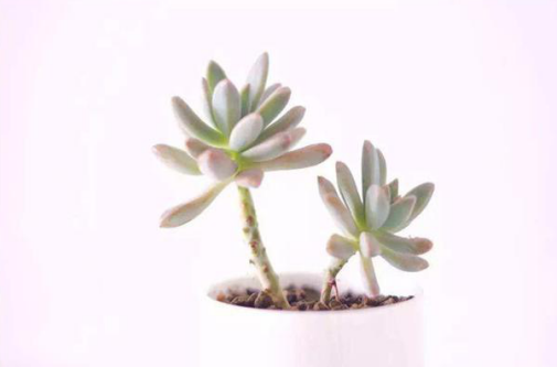 桌面植物護養的生活小技巧，讓綠色充盈你的生活，就是那么簡(jiǎn)單