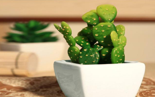 桌面植物護養的生活小技巧，讓綠色充盈你的生活，就是那么簡(jiǎn)單