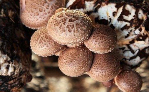 河南：食用菌產(chǎn)業(yè)發(fā)展持續向好
