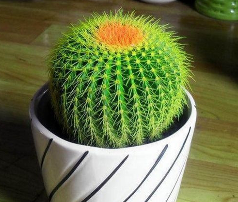 不怕輻射的植物，電腦桌上養一盆，綠色又養眼!